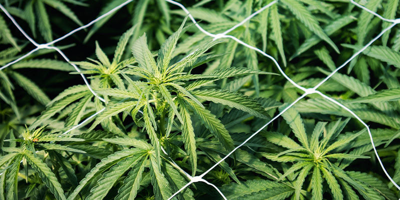 Fixa/stötta utdragna cannabisplantor: spaljéer