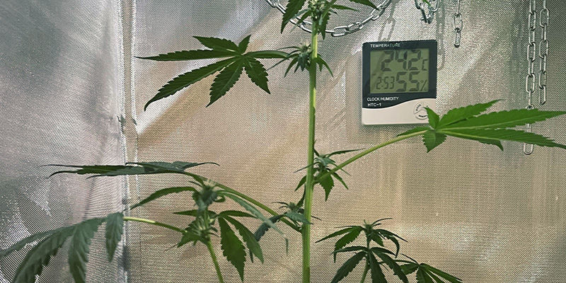 Varför det är dåligt när cannabisplantor sträcker sig Varför det är dåligt när cannabisplantor sträcker sig
