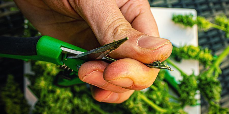 Sammanfattning What To Do Against Sticky Cannabis Fingers Conclusion