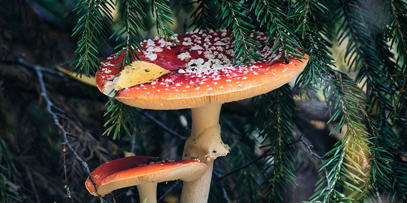 4 sätt som magiska svampar kan ha påverkat julen 4 ways magic mushrooms have potentially influenced Christmas