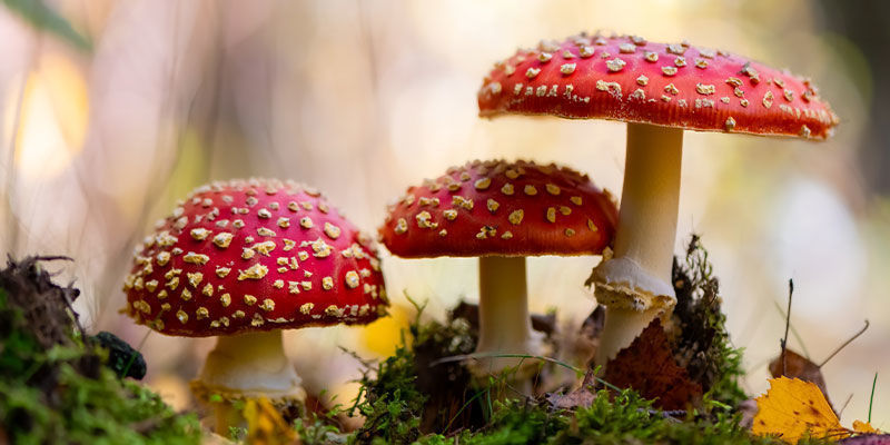 Vad är svampen Amanita muscaria (röd flugsvamp)? Vad är svampen Amanita muscaria (röd flugsvamp)?