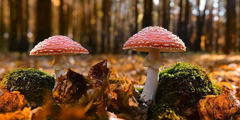 Var kan du hitta Amanita muscaria? Where can you find Amanita muscaria?