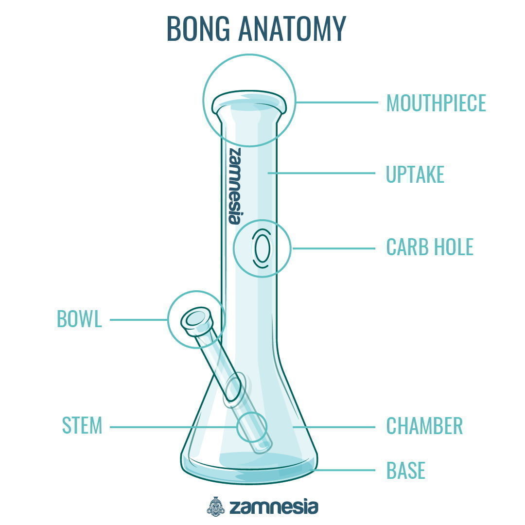 Bongens anatomi