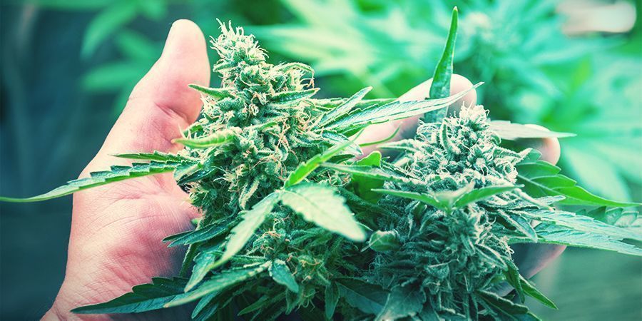 CBD- eller THC-sorter? CBD OR THC STRAINS?