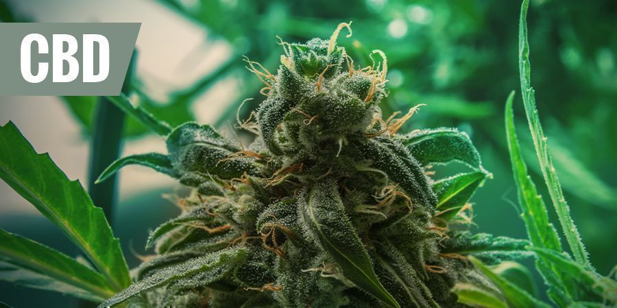De bästa medicinska CBD-sorterna för smärtlindring DE BÄSTA MEDICINSKA CBD-SORTERNA FÖR SMÄRTLINDRING