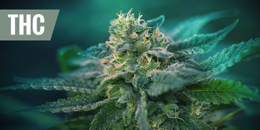 De bästa THC-sorterna för smärtlindring DE BÄSTA THC-SORTERNA FÖR SMÄRTLINDRING