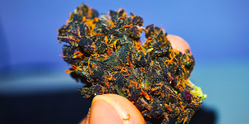Buds Purple Cannabis Buds