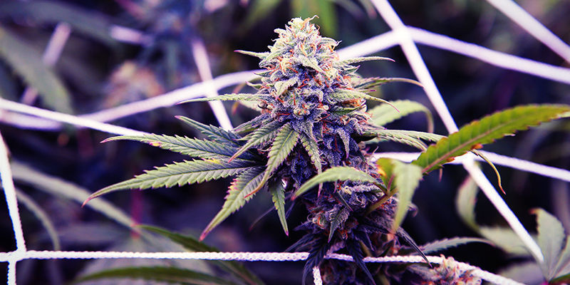 Så odlar du lila cannabis How To Grow Purple Cannabis
