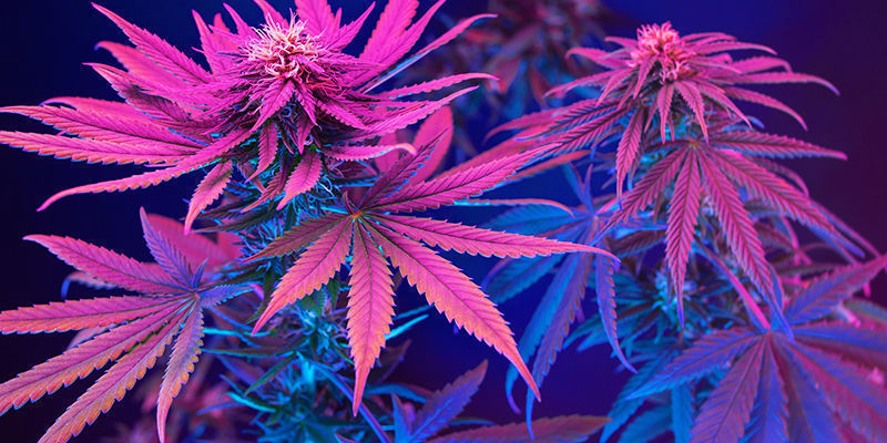 Så får du inte din cannabis att bli lila Så får du inte din cannabis att bli lila