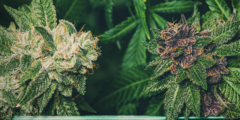 Är lila cannabis mer potent än grön cannabis? Är lila cannabis mer potent än grön cannabis?