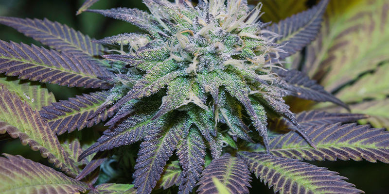 Blad Purple Cannabis Leaves