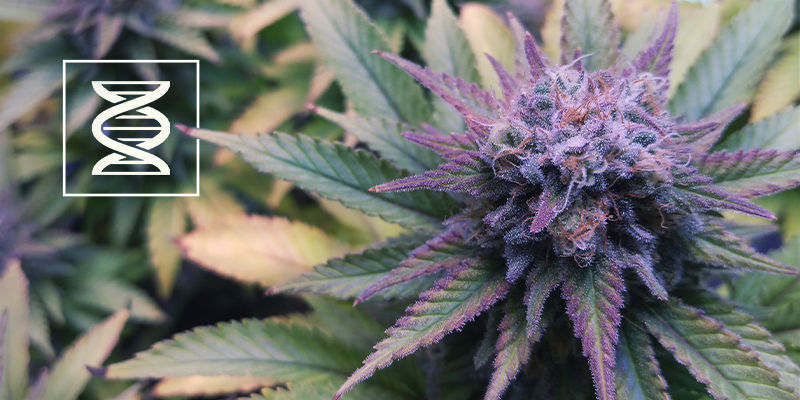 Välj rätt genetik Välj rätt genetik för lila cannabis