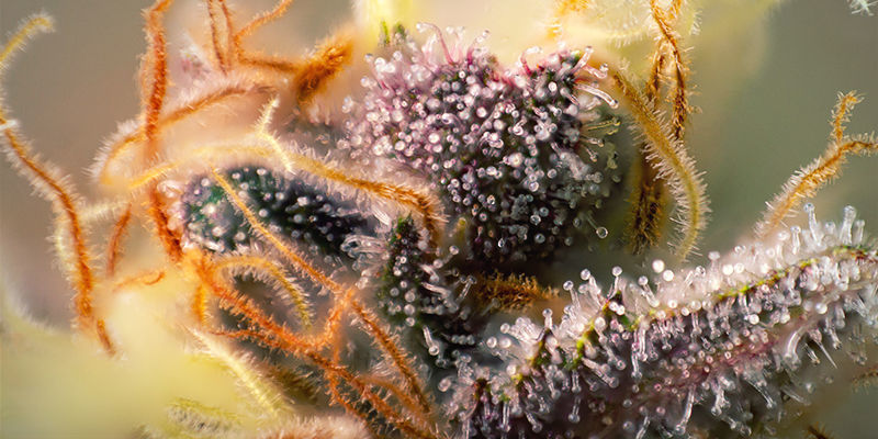 Pistiller Purple Cannabis Pistils