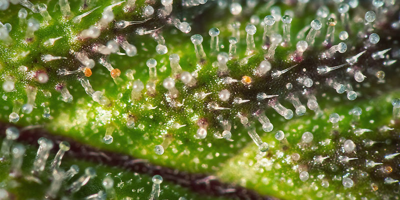 Trikomer Purple Cannabis Trichomes