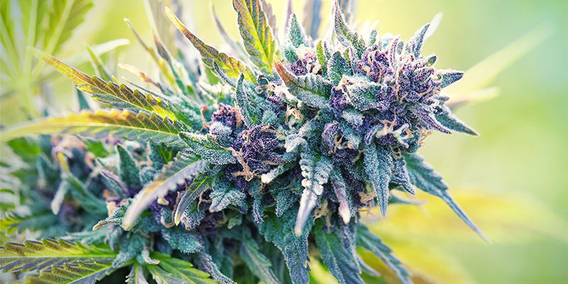 Vad är lila cannabis? Vad är lila cannabis?