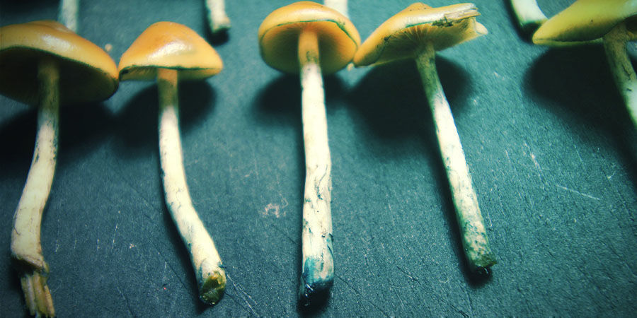 Torka och förvara Psilocybe azurescens Torka och förvara Psilocybe azurescens