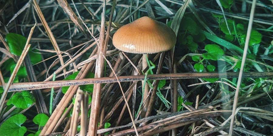 Så odlar du Psilocybe azurescens Så odlar du Psilocybe azurescens