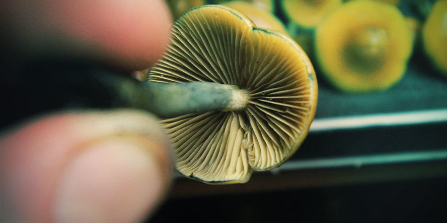 Hur du doserar Psilocybe azurescens Hur du doserar Psilocybe azurescens