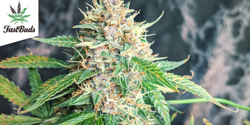 Purple Punch Auto av FastBuds Purple Punch Auto By Fastbuds