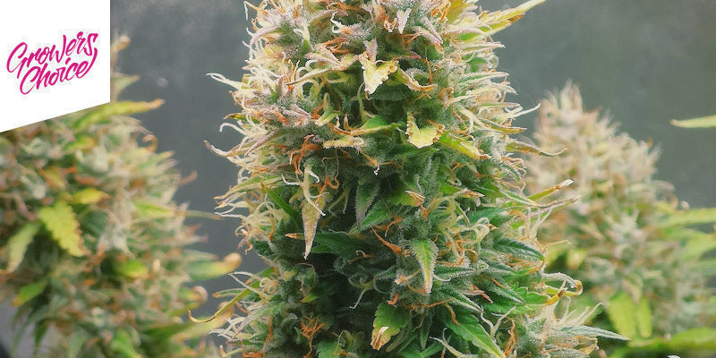 Rainbow Runtz av Growers Choice Rainbow Runtz By Growers Choice
