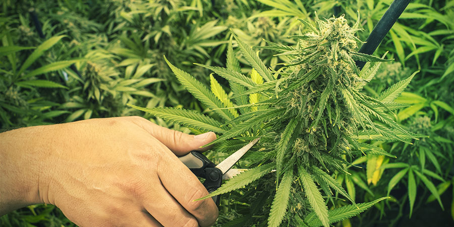 BESKÄRNING OCH TRÄNING AV CANNABIS