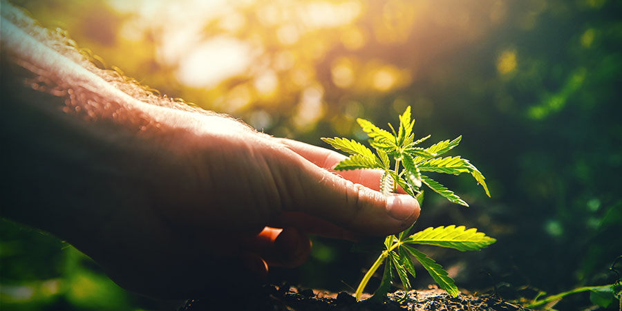 Toppning och FIM av cannabis TOPPING AND FIMMING CANNABIS