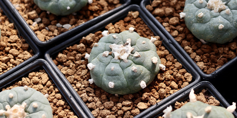 Innehåller Lophophora decipiens mer meskalin än williamsii? Innehåller Lophophora decipiens mer meskalin än williamsii?