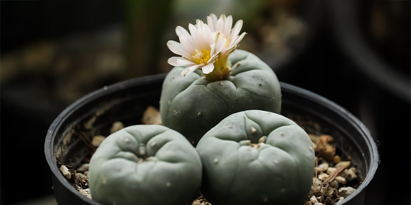 Hur snabbt växer Lophophora decipiens? Hur snabbt växer Lophophora decipiens?