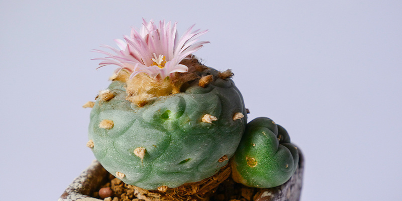 Är det lagligt att odla Lophophora decipiens? Är det lagligt att odla Lophophora decipiens?