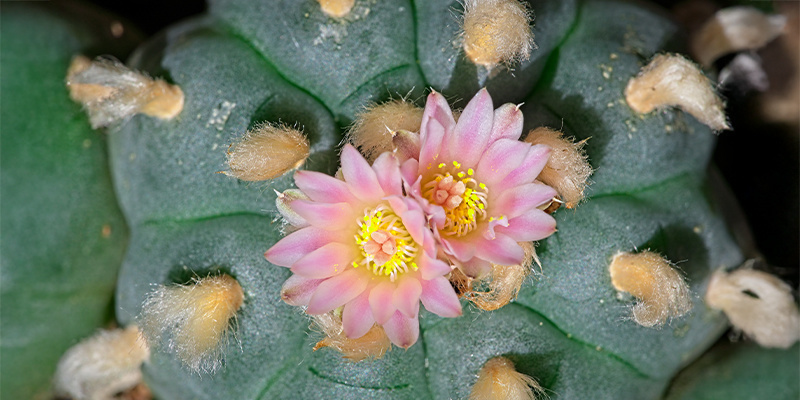 Vad är Lophophora decipiens? Vad är Lophophora decipiens?
