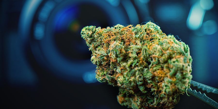 Använd blommor av högsta kvalitet Use Top-Shelf Bud