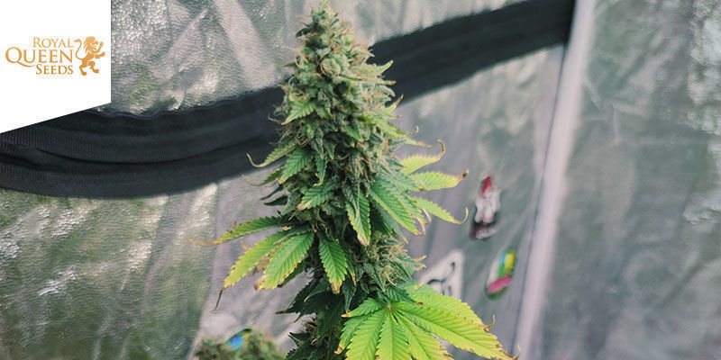 Blue Cheese (Royal Queen Seeds) Blue Cheese (Royal Queen Seeds)