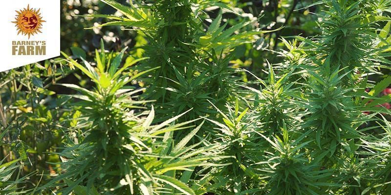 Dr. Grinspoon (Barney’s Farm) Dr. Grinspoon (Barney’s Farm)