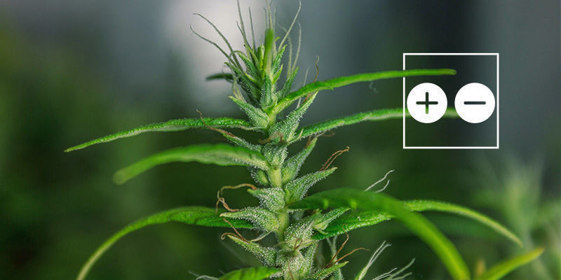 Foxtailing Cannabis Buds: Good Or Bad? Foxtailing Cannabis Buds: Good Or Bad?