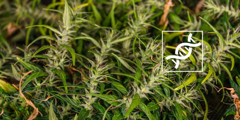 Genetik Genetics