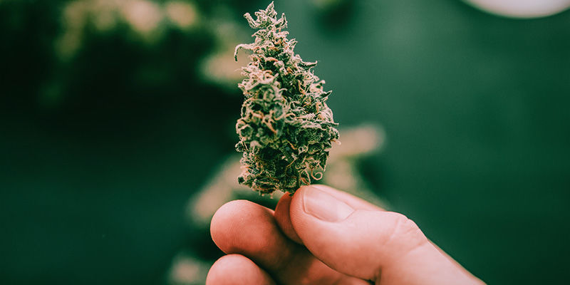 Hur och när du skördar foxtailing-blommor How And When To Harvest Foxtailing Buds