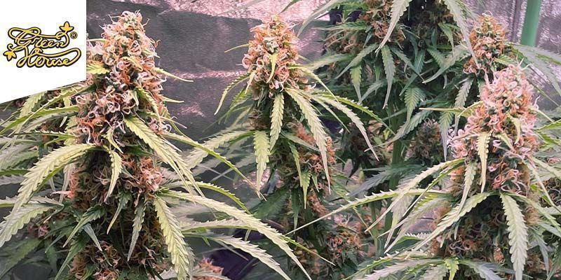 Train Wreck (Greenhouse Seeds) Train Wreck (Greenhouse Seeds)