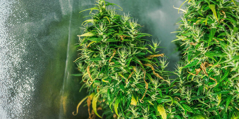 Vad är foxtailing på cannabis? What Is Foxtailing Weed?