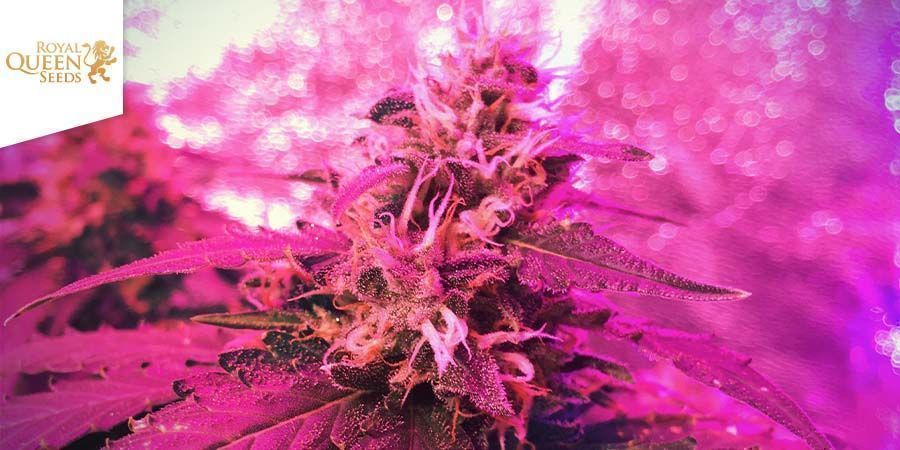 Candy Kush Express – Snabb blomning (Royal Queen Seeds) Feminiserade Candy Kush Express – Snabb blomning (Royal Queen Seeds) Feminiserade