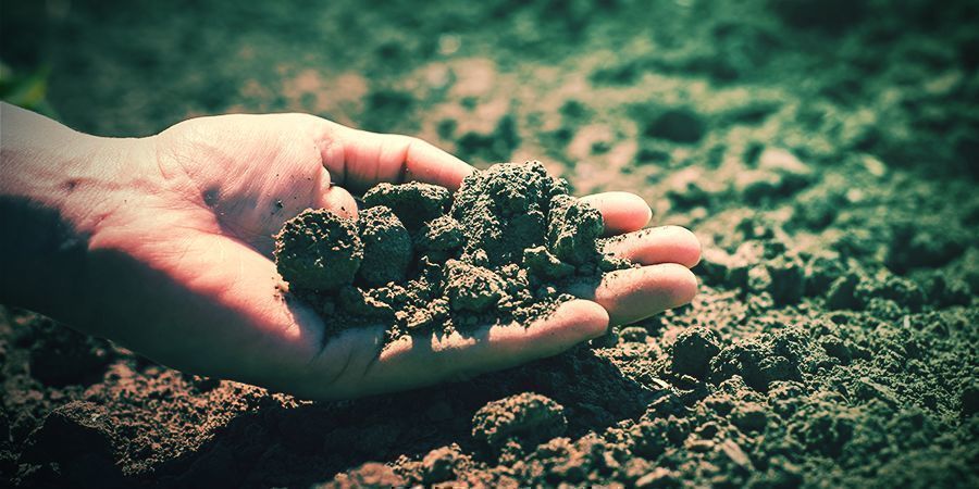 Klimat och jord för tobaksfrön Climate And Soil Tabacco Seeds