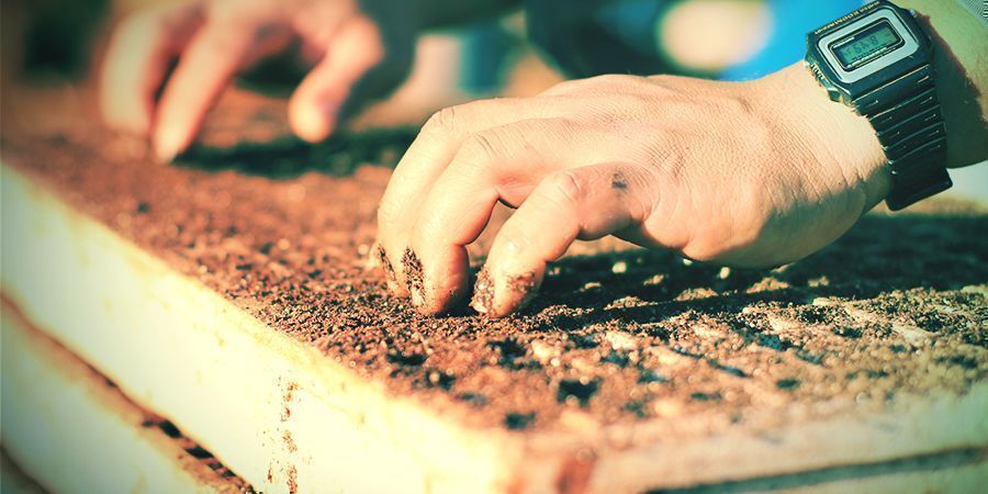 Plantering och omplantering av tobak Plantering och omplantering av tobak