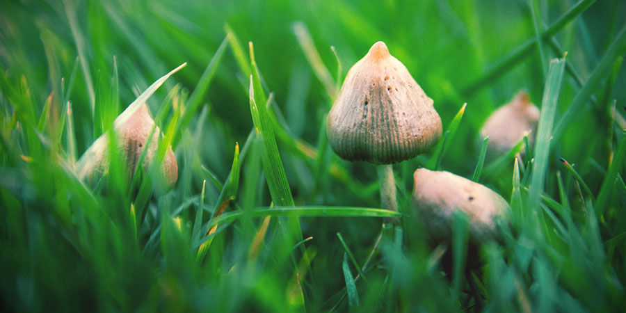 Psilocybe Semilanceata Psilocybe Semilanceata