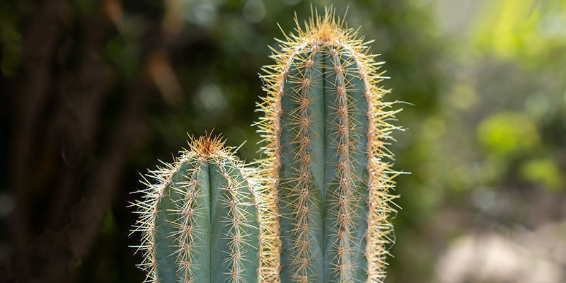 Fördelar med att odla San Pedro-kaktus Benefits of growing San Pedro cactus