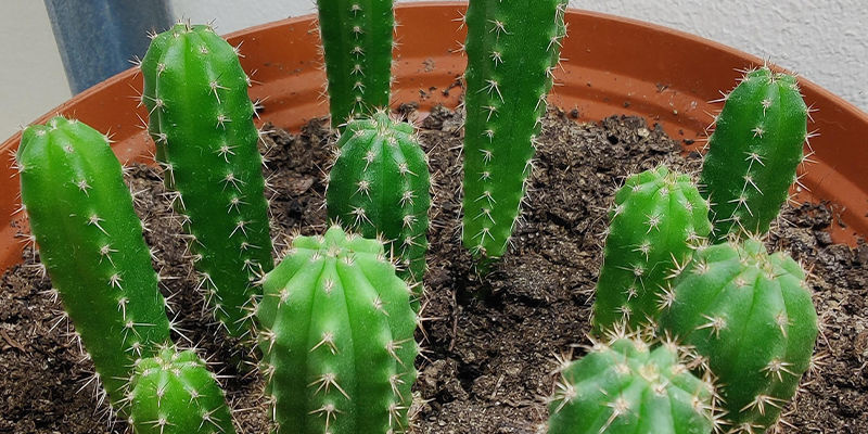 Odla San Pedro: kom igång! Odla San Pedro: kom igång!