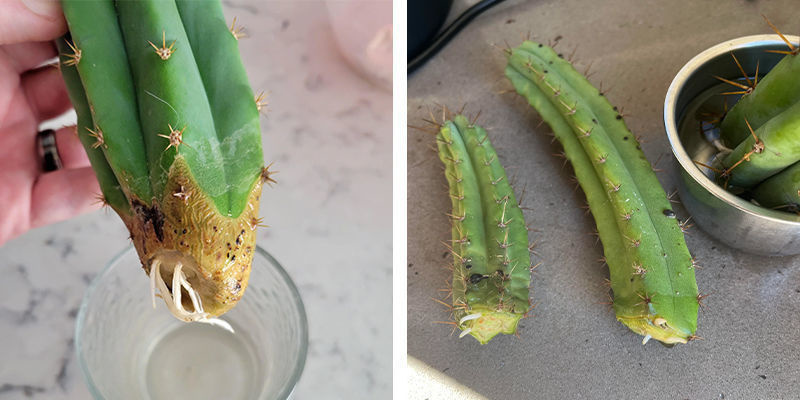 Odla från sticklingar Growing from cuttings
