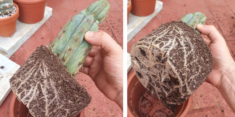 Plantera om San Pedro-kaktus Repotting San Pedro cactus