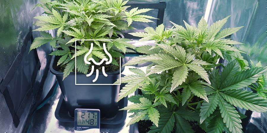 Cannabislukt som läcker från ditt tält eller odlingsrum Cannabis Odour Leaking From Your Tent or Grow Room