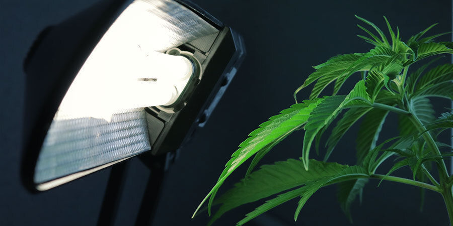 Felaktig ljussetup Problem under cannabisens blomning: felaktig ljussetup