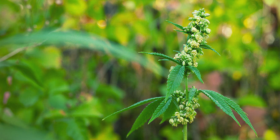 Hanplantor som pollinerar honplantor