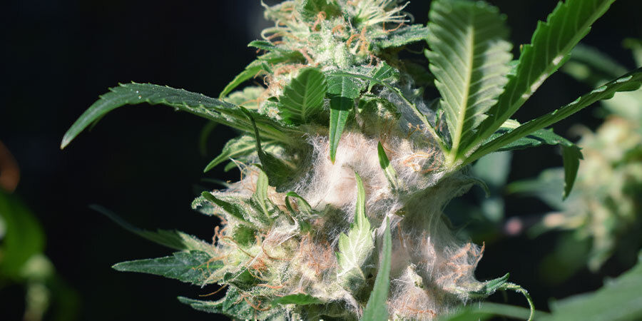 Mögel på blommor Problem under cannabisens blomning: mögel på blommor